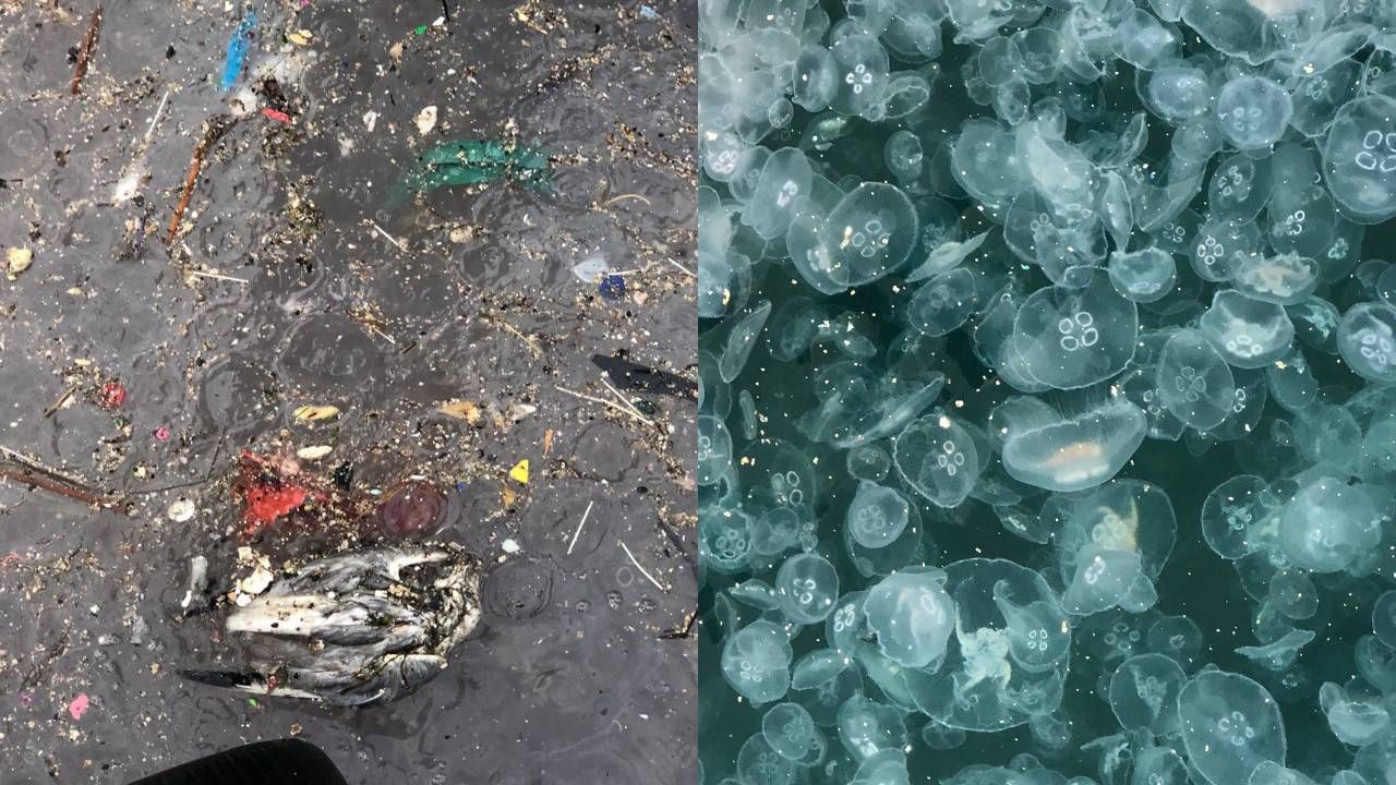Marmara Denizi'nde denizanası işgali: "Depremden sonraki en büyük tehlike"