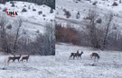 Erzincan Dağlarında Kızılgeyikler Doğal Ortamında Görüntülendi