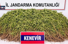 Zeytinlik Görünümlü Kenevir Tarlası: 208 Kök Ele Geçirildi