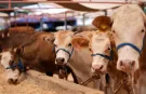Satılamayan kurbanlıklara Ne Olacak? Merak Edilen Soruya Yanıt Geldi