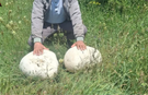 Sivas Kırsalında 20 Kilogramlık Dev Mantar Bulundu