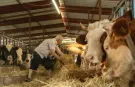 Tarım ve Orman Bakanlığı Açıkladı! 480 Bin Baş Besilik Erkek Sığır İthal Edilecek