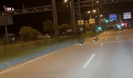 Bartın'da Kara Yoluna Çıkan Karacalar Kameraya Yansıdı