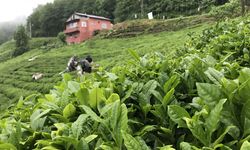 Karadeniz'in yeşil altınında sezon başladı