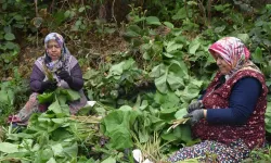 Şeker hastalığına ve metabolizmaya şifa! Özel bakımı yok, ormanda yetişiyor