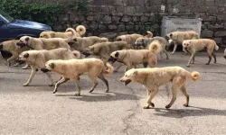 Sokak hayvanları kanununun görüşme tarihi belli oldu