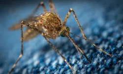 Araştırma: Sivrisineklerin hangi rengi sevdikleri ortaya çıktı!