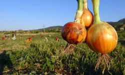 Yozgat'ın soğanı tarlada 5, tezgahta 15 lira!