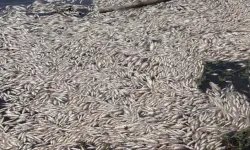 Aydın'da Büyük Menderes Nehri kanalında balık ölümleri görüldü