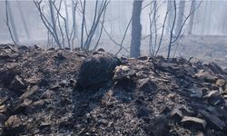 Kocaeli’ndeki orman yangını söndürüldü: 3 kaplumbağa öldü
