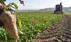 Bakan Yumaklı açıkladı: Türk Şeker'in şeker pancarı alım fiyatı belli oldu