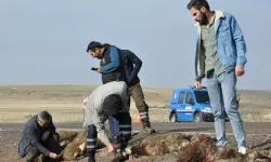 Kars’ta tur midibüsü hayvan sürüsüne çarptı, 25 koyun telef oldu