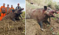 Sinop'ta avcılar 300 kiloluk dev domuz vurdu!