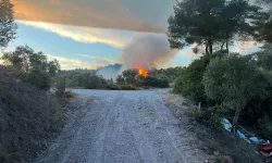 Milas'taki orman yangını söndürüldü