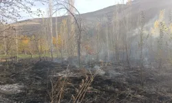 Sivas'ta 40 dönüm bahçe küle döndü, asırlık ceviz ağaçları yandı