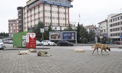 Ankara'da sahipsiz köpeklerin saldırdığı çocuk ağır yaralandı