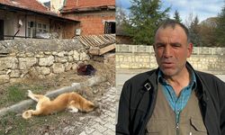 Köpeği öldürülen Vatandaş: Bir belediye çalışanı 'Ben vurdum' dedi