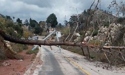 Marmaris'te fırtına: Ağaçlar devrildi