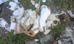 Bu defa kedileri zehirlediler: Milas'ta çöpte kedi ölüleri bulundu