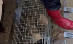 Yalova'daki su baskınında itfaiye 4 yavru köpeği kurtardı