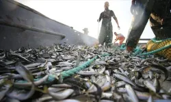 Balıkçılar dikkat! O şartı sağlayan %25 daha fazla ödeme alacak