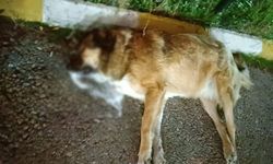 İzmir'de zehirlenen köpeklerin 11'i öldü