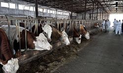 Hayvanlarına şap aşısı yaptırmayanlara 73 bin TL idari para cezası