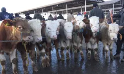 Sivas'ta canlı hayvan pazarı yeniden açıldı
