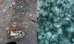 Marmara Denizi'nde denizanası işgali: "Depremden sonraki en büyük tehlike"
