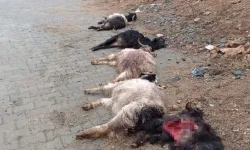 Diyarbakır’da sokak köpekleri 15 keçiyi telef etti