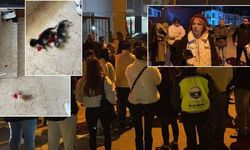 Bursa'da korkunç olay! 6 yavru kedi kafası kesilmiş halde bulundu