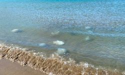 Hatay'da yüzlerce ölü denizanası kıyıya vurdu: Uzmanlardan uyarı