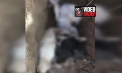İzmir'de korkunç katliam! Onlarca köpek katledildi
