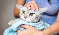 Kedi besleyenler dikkat! 'Kedi tırmığı' hastalığı her yıl giderek artıyor