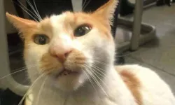 Kedi Faruk’tan iyi haber: "Hayati tehlikeyi atlattı"