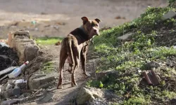 Adana'da, pitbull cinsi köpeğin saldırısına uğrayan 3 kişi yaralandı