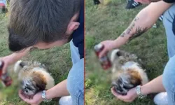 Sosyal medyadaki görüntüler tüyler ürpertti: Alkol içirdiği köpeğe öyle şeyler yaptı ki!