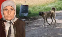 Adana’da dehşet! Köpek sürüsü 20 dakikada yaşlı kadını parçaladı