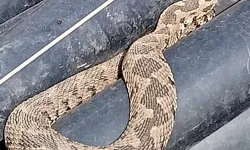 Çanakkale'de engerek yılanı paniği! Boruların arasından çıktı