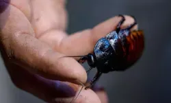 Hamam böceklerinin dünyaya nasıl yayıldığı ortaya çıktı