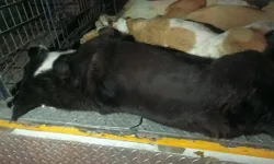 İzmir'de 6 köpek zehirlenerek öldürüldü: "Sayı artabilir"