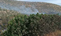 Mardin'de orman yangını