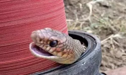 Tokat'ta çiftçi boru döşerken yılanla karşılaştı