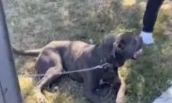 İstanbul'da başıboş pitbull köpek dehşet saçtı: 2 kişi yaralandı!