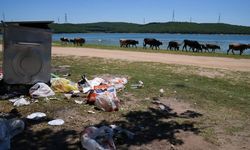 İstanbul'un ormanlık alan ve plajlarında tatilden geriye çöpler kaldı