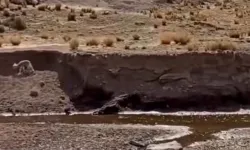 Koyun yavrusu doğada mahsur kaldı, onu sadece tek 1 kişi terk etmedi