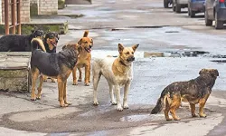 Başıboş sokak hayvanları düzenlemesinde yeni gelişme! Ötanazi kelimesi çıkarılıyor