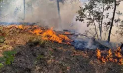 Antalya'da orman yangını çıktı