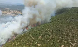 Bodrum'da orman yangını! Havadan ve karadan müdahale ediliyor