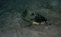 Caretta carettalar Gazipaşa'da güvenli koru sahilinde yumurtlamaya başladı